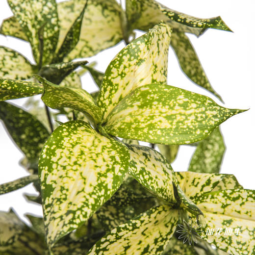 叶材 | 星点木 商品图5