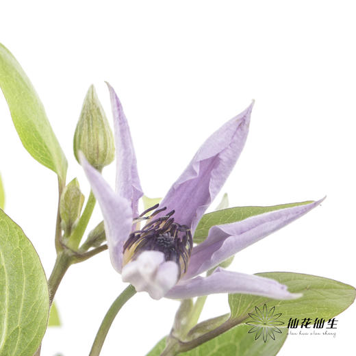 坦桑尼亚 | 铁线莲迈阿密 商品图6