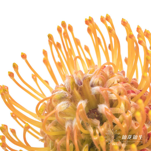 国产花材 | 针垫橙色 商品图2