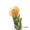 国产花材 | 针垫橙色 商品缩略图4
