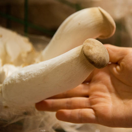 社区团购 凤归巢 有机精品杏鲍菇 每斤独立包装 顺丰包邮 商品图2