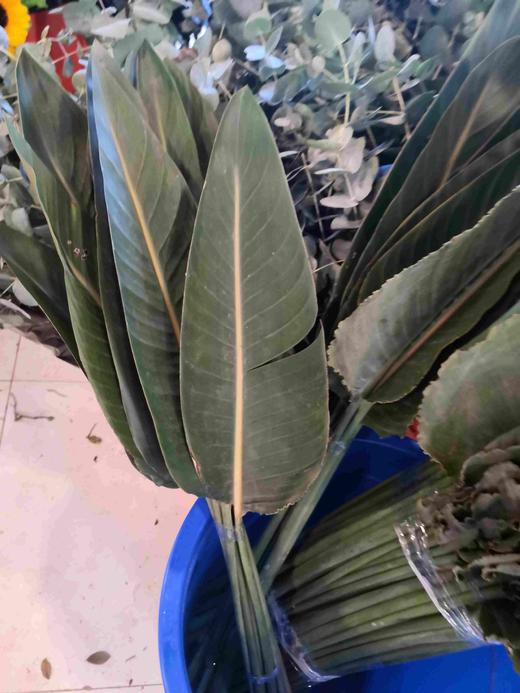 配叶-天堂鸟叶 商品图0