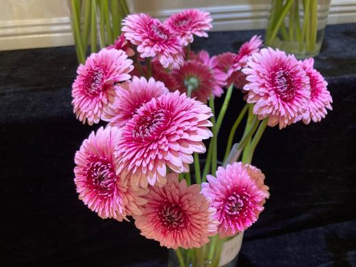 爱必达非洲菊重瓣维也纳