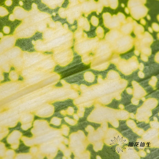 叶材 | 星点木 商品图3