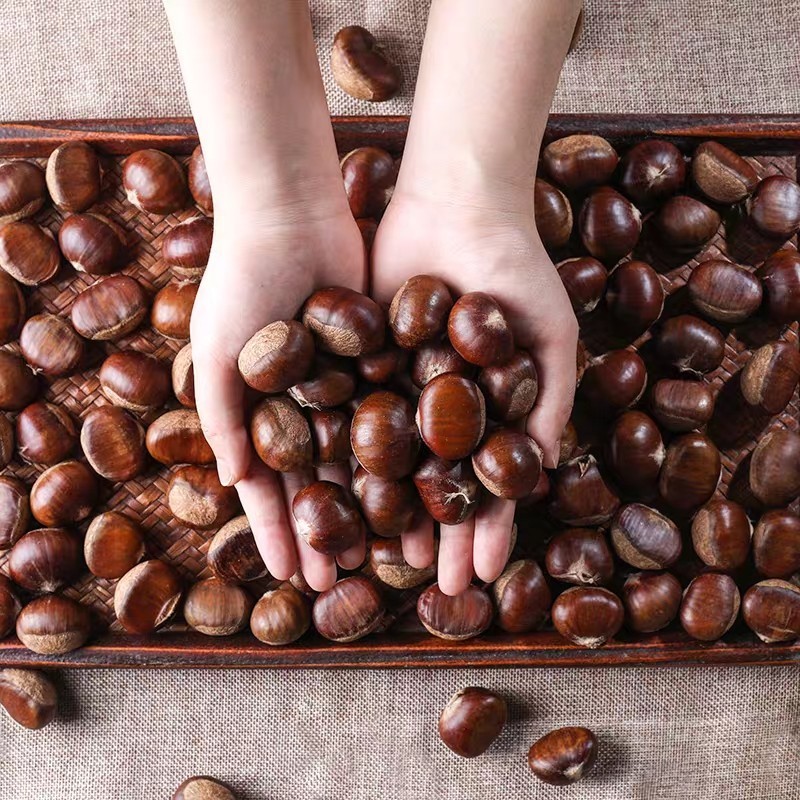 迁西生鲜老树板栗 1.8/3斤/5斤装