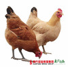 【珠三角包邮】正宗湛江鸡 2.1-2.6斤/只（3月26日到货） 商品缩略图2