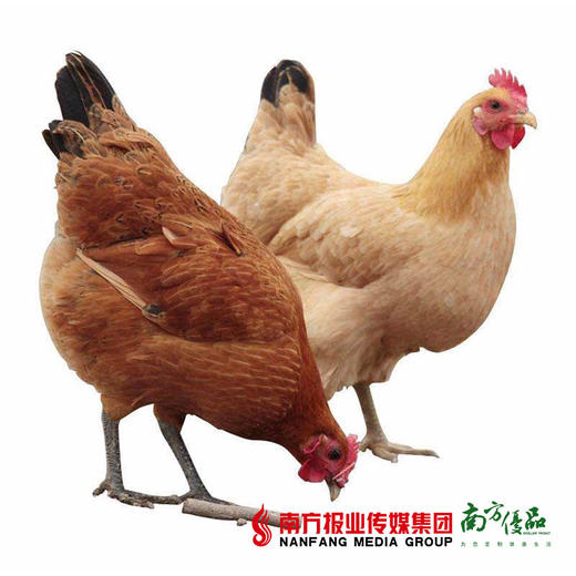 【珠三角包邮】正宗湛江鸡 2.1-2.6斤/只（3月26日到货） 商品图2