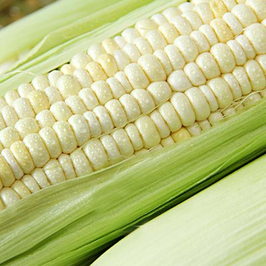 辽宁葫芦岛白甜糯玉米软糯香甜肉质细嫩