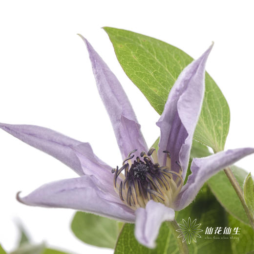 坦桑尼亚 | 铁线莲迈阿密 商品图2