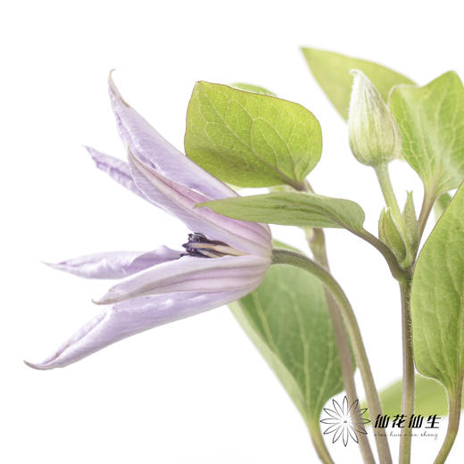 坦桑尼亚 | 铁线莲迈阿密 商品图3