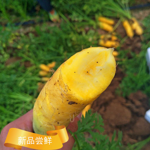 【我爱浙疆】黄萝卜（5斤装） 商品图4