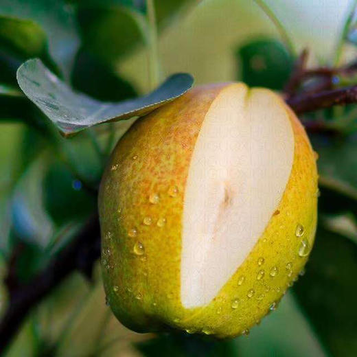 【我爱浙疆】特级香梨（10斤实惠装） 商品图1