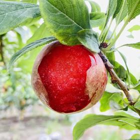 【我爱浙疆】恐龙蛋（4斤装）