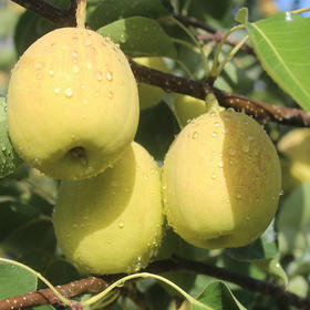 【我爱浙疆】特级香梨（10斤实惠装）