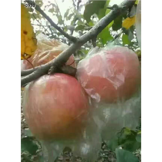 丰县大沙河苹果 10斤装 商品图2