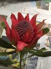 【贵族之花】海神花  单枝 商品缩略图5