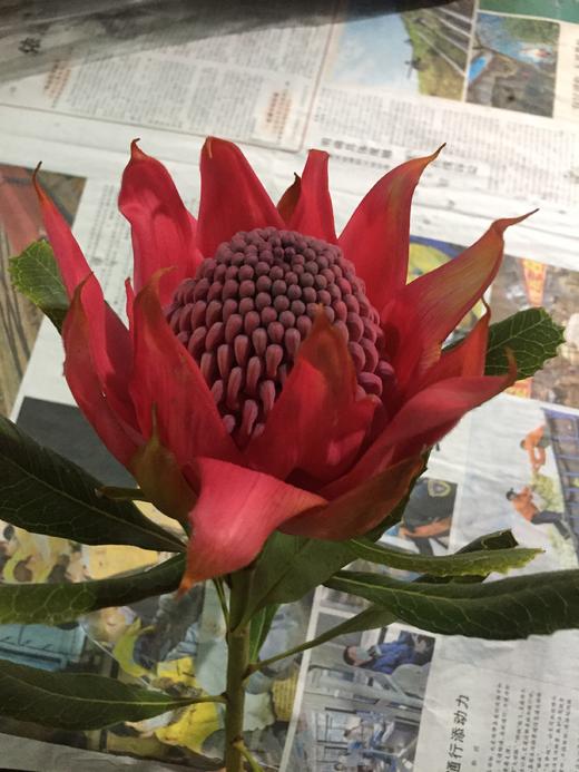 【贵族之花】海神花  单枝 商品图5