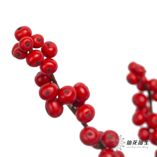 配果 | 国产红色冬青（运输过程中易掉果、压伤,不售后，介意慎拍） 商品图3