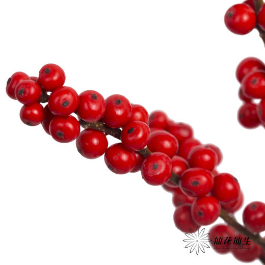 配果 | 国产红色冬青（运输过程中易掉果、压伤,不售后，介意慎拍） 商品图2