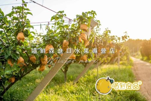 🛵冰糖秋月梨🍐 商品图4