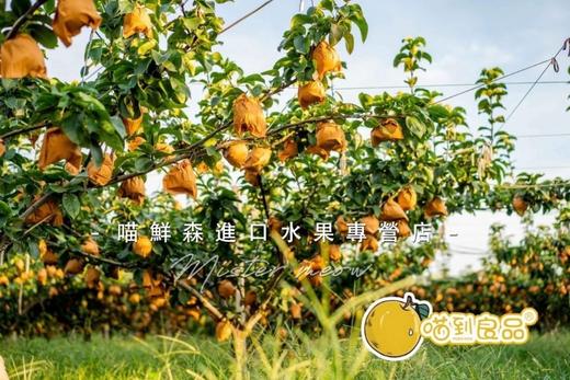 🛵冰糖秋月梨🍐 商品图5
