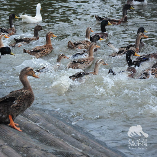 生态鸭（冷冻15天以上） | 绿家自产* Eco-white duck | Self-production 商品图3