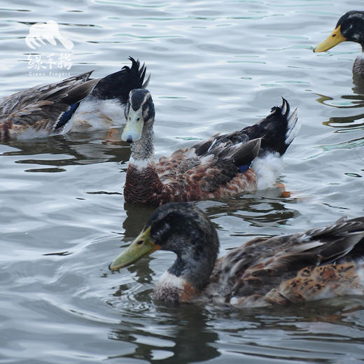 生态鸭（冷冻15天以上） | 绿家自产* Eco-white duck | Self-production 商品图2