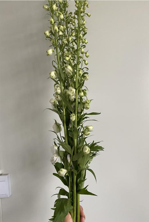 配花 | 大飞燕白色 商品图2