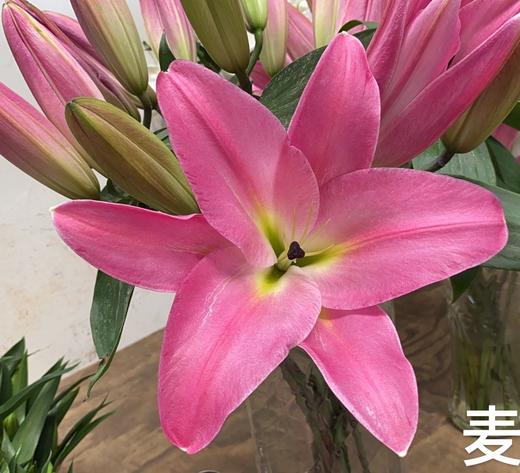 lfzc百合麦当娜多头a级