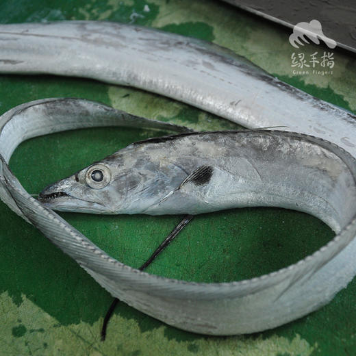 野生东山岛海鱼 （临期，海钓鱼，嘴里可能有鱼钩，大家注意！！介意慎拍）| 合作生产 * Wild Dongshan Island seafood | Coproduction 商品图1