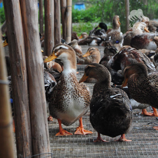 生态鸭（冷冻15天以上） | 绿家自产* Eco-white duck | Self-production 商品图0