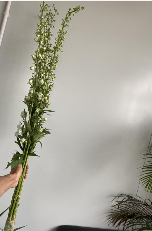 配花 | 大飞燕白色 商品图1