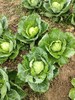 圆包菜（露天）7两左右 商品缩略图0