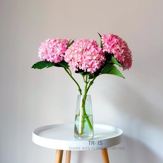 重瓣蝴蝶粉绣球 3支 冷链包邮 商品图0