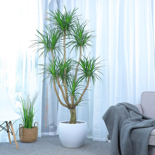 龙血树盆栽大型造型植物室内客厅办公室绿植龙须树大气珍贵总高约2米