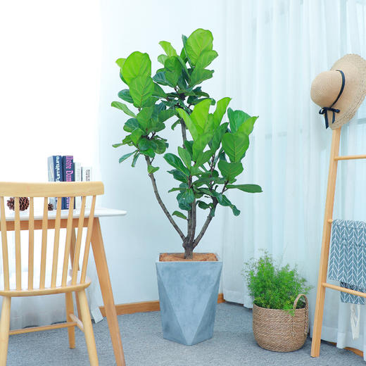多杆琴叶榕盆栽室内客厅北欧绿植大型吸甲醛植物 总高约1米6 盆子随机 绿韵花田鲜花店