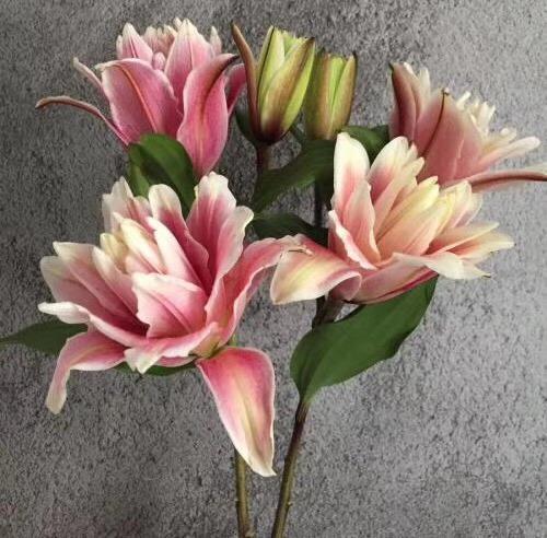 yh-重瓣百合 娜塔莉亚 多头