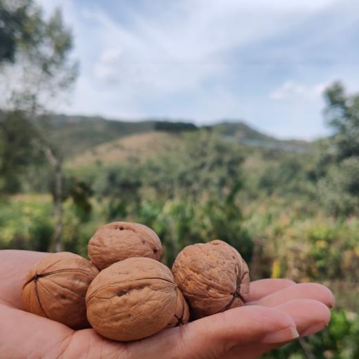 太行山核桃肉质细腻营养丰富299元包邮