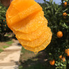【九月红脐橙 5斤】| 橙香浓郁，维C满满，细腻无渣，一碰就出汁，一咬就爆浆的秭归“九月红” 商品缩略图3