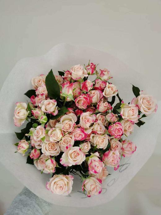 【市场多头】折射  约10支/扎  BC级 商品图1