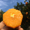 鲜美香甜·九月红宝宝橙子丨可以喝的宝宝橙 汁多肉嫩 细腻甜润 酸甜可口 产地现摘新鲜直达 商品缩略图0