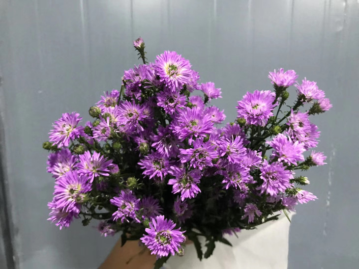 【昆明发货】国产精选草花-孔雀草紫色,玫红随机发(6-10枝),全国包邮!