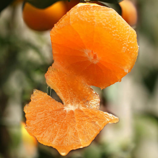 【九月红脐橙 5斤】| 橙香浓郁，维C满满，细腻无渣，一碰就出汁，一咬就爆浆的秭归“九月红” 商品图2