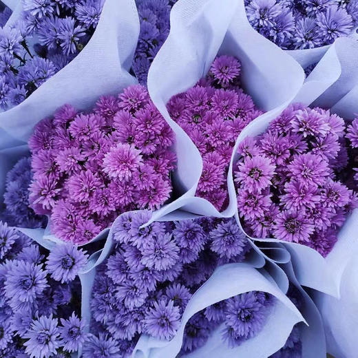 【昆明发货】国产精选草花-孔雀草紫色,玫红随机发(6-10枝),全国包邮!