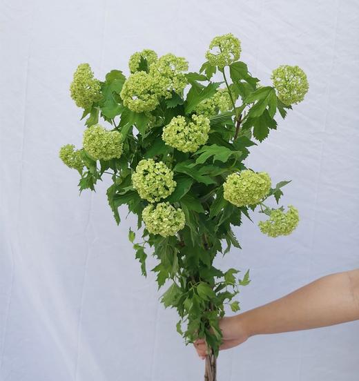 荷兰进口木绣球5支 商品图3