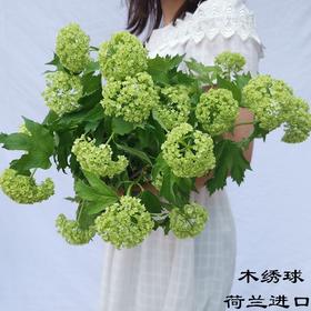 荷兰进口木绣球5支