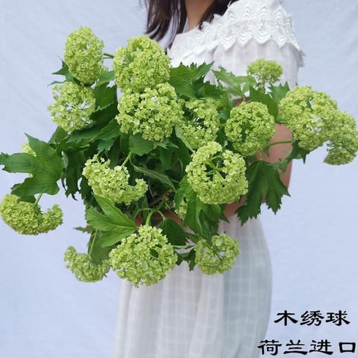 荷兰进口木绣球5支 商品图0