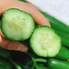 【正品水果小黄瓜】清爽口感，农科院培植科研新品[得意][机智][机智]🥒久违了[色]小时候的味道 商品缩略图0