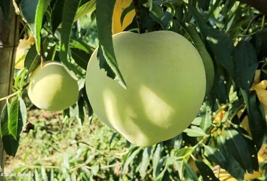 10.13日发货（必抢）好吃的绿桃第四季来啦，脆甜爽口，脆蜜绿桃 商品图1