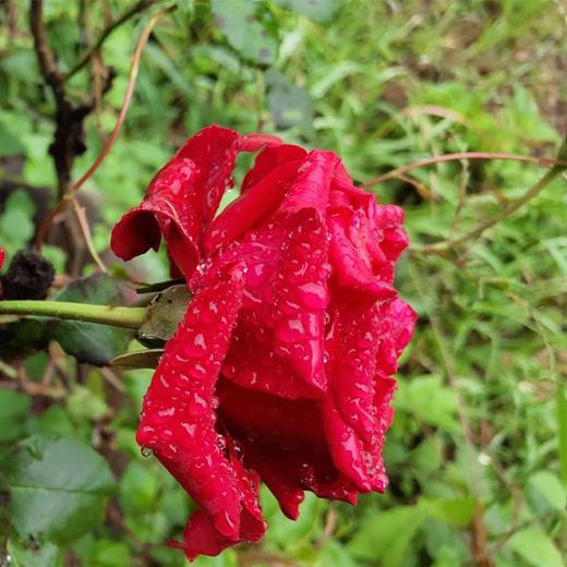 灵灵狗返乡高原云南重瓣红玫瑰酱无任何负面添加色泽鲜美富营养润肌肤